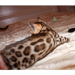 Бенгальские котята мини леопард