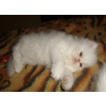 Белые персидские котята.