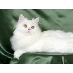 Белые персидские котята.