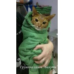 Недорогая стрижка котов и кошек. Подстричь кота