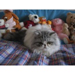 Котенок как игрушка