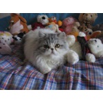 Котенок как игрушка