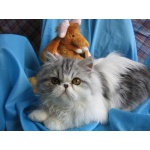 Котенок как игрушка