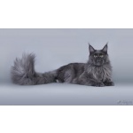 Мейн кун котята питомник Family Silver