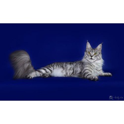 Мейн кун котята питомник Family Silver