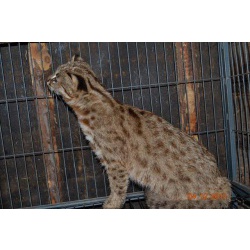  котенк Дальневосточной Леопардовой кошки