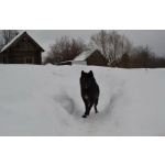 Ручная Канадская черная волчица