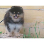 Миниатюрный шпиц,мальчик,3,5 мес.