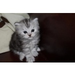 Британские котята. Лучший подарок к новому году.