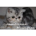 Серебристые экзоты