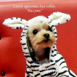Одежда для собак /Бутик недорогой одежды в Москве