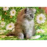 Персидские серебристые котята