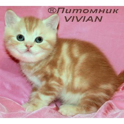 Британские котята красный мрамор на серебре из питомника VIVIAN.