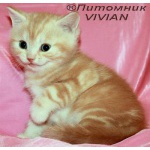 Британские котята красный мрамор на серебре из питомника VIVIAN.