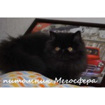 Персидские котята