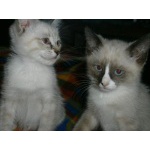 Отдам котят 2-х мес. в добрые руки
