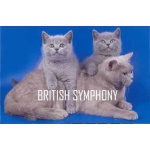 Британские котята купить в питомнике «british symphony».