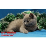 Британские котята купить в питомнике «british symphony».