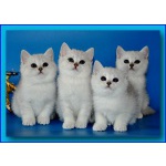 Котенок британской шиншиллы