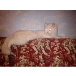Ангорский кот вязка