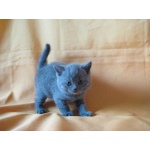 Британские котята голубого окраса. Питомник Ольги Барсуковой