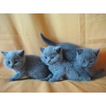 Британские котята голубого окраса. Питомник Ольги Барсуковой
