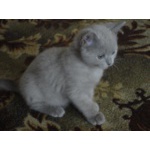 котята
