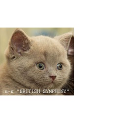 Продаются британские котята. Питомник "British Symphony"