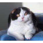 Кошечка Фолд Шоу класс