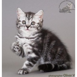 Британские котята из питомника HIGH-CLASS*RU