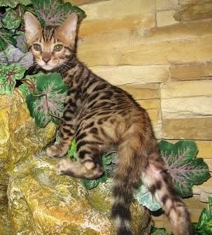 Бенгальская Кошка Фото Купить Бенгальская Кошка Фото Купить