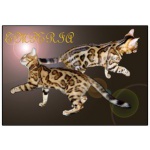 Бенгальские леопардовые котята