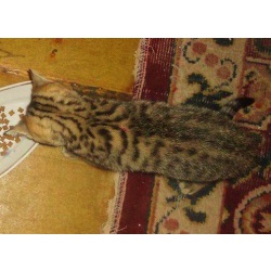 Продается котенок породы шотландская прямухая