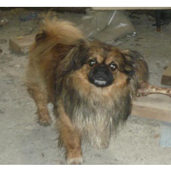 Пропала собака породы пекинес кобель в Ставропольском крае.