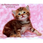 Британские мраморные котята из питомника VIVIAN.