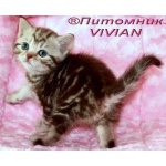 Британские мраморные котята из питомника VIVIAN.