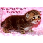 Британские мраморные котята из питомника VIVIAN.