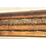 Пчелопакеты карпатской породы пчел с 1 мая