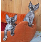 Котята породы девон рекс