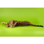 Котята бенгальской породы