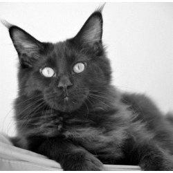 Крупный котенок мейн кун черного окраса