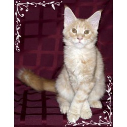 Котята Мейн кун из питомника" Lunix Star"