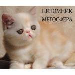 Экзотическая короткошерстная