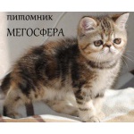 Экзотическая короткошерстная