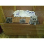 Шотландские плюшевые голубые котята.