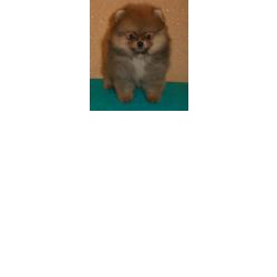 Pomeranians! Подрощенная девочка