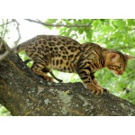 Бенгальская кошка – домашний мини-леопард.