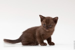Европейские Котята Фото