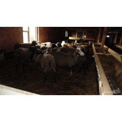 Продажа Романовских овец