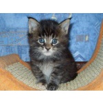 Мейн-кун(Maine Coon)